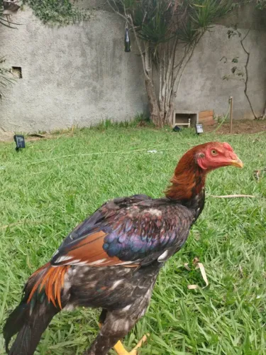 Galo vermelho com sete meses, vacinado e vermifugado, maduro para procriação