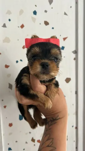 Filhote de Yorkshire muito amor em pouco quilinhos