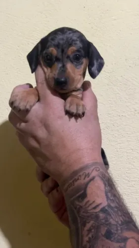 Dachshund encantando todos ao seu redor