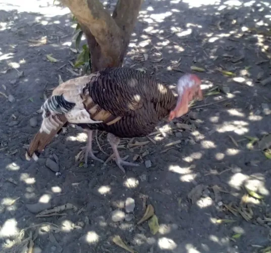 Vende um peru