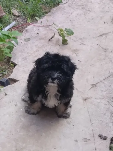 Shihtzu à venda
