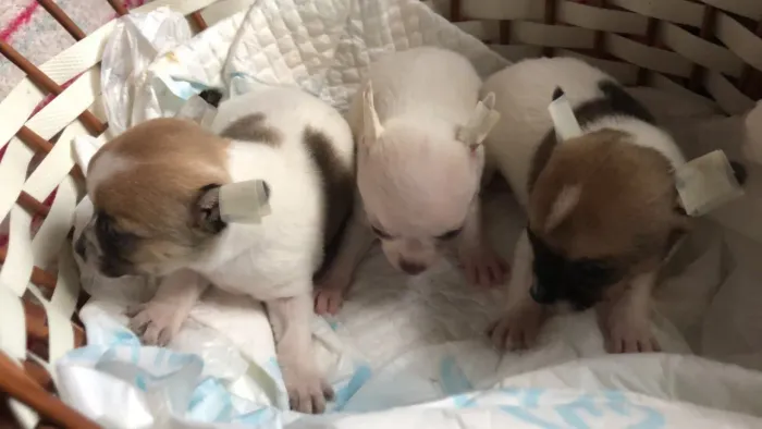 Chihuahua pelo curto
