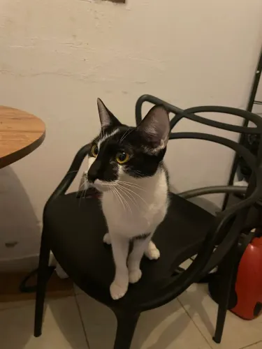 Gatos pra adoção 