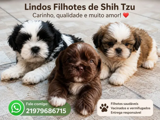 Shih Tzu miniaturas macho e fêmea raça pura lindos