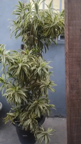 Planta grande