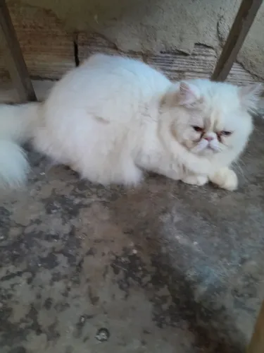Gatos persas 