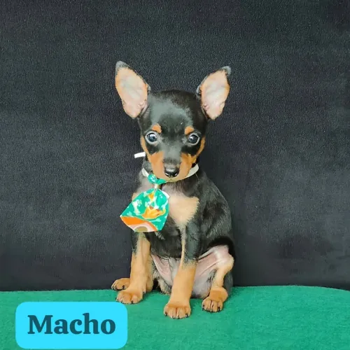 Pinscher com 50 dias vermifugado todas as cores 