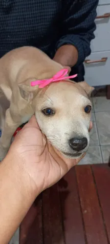 Cachorra