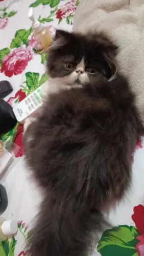 Gato persa
