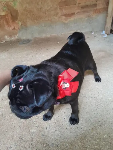 Cachorrinha pug a venda!