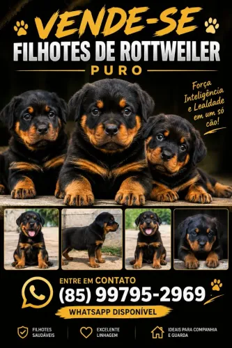 Filhote de rottweiler puro