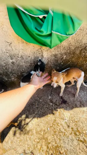 Vendo esses cachorro pinscher com Chihuahua