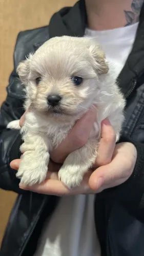 Poodle com maltes MINI
