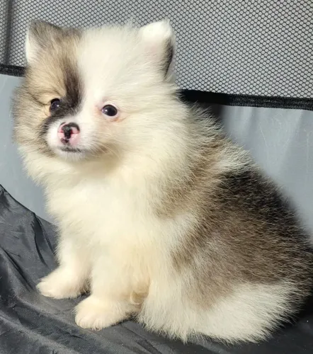 Filhote particolor Macho de Spitz Alemão, com Pedigree cobrado a parte