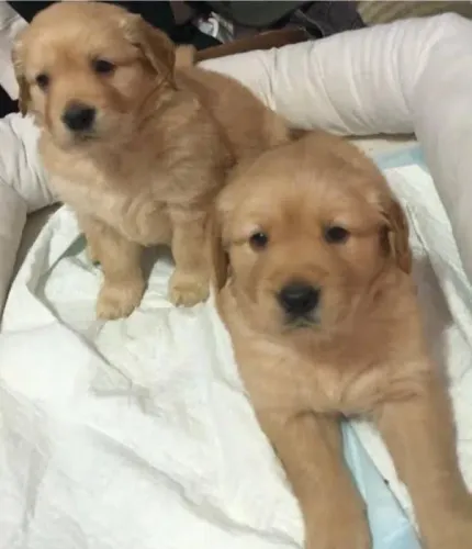 Golden Retriever Filhotes Sua Melhor Compra.