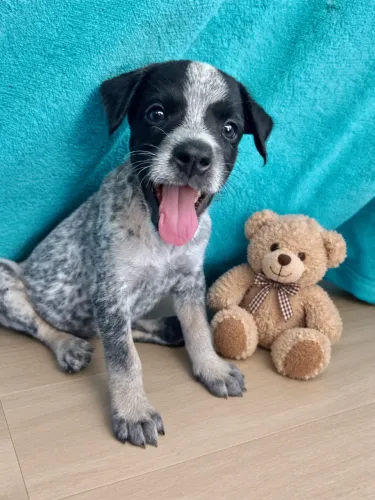 Princesinha pra adoção 