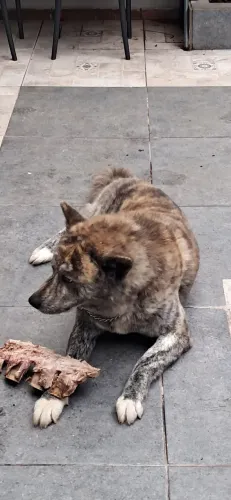 Cão Akita Inu com pedirei procura fêmea para cruza