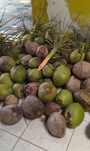 Coco seco e verde