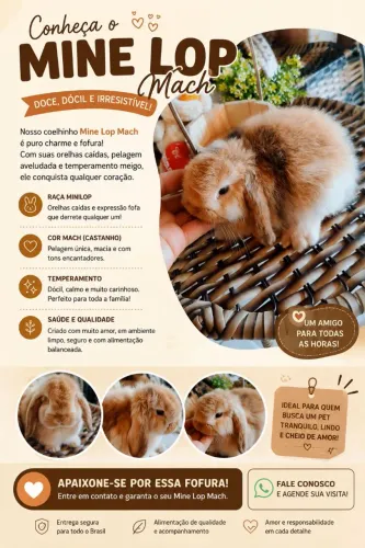 COELHO MINI LOP MACH