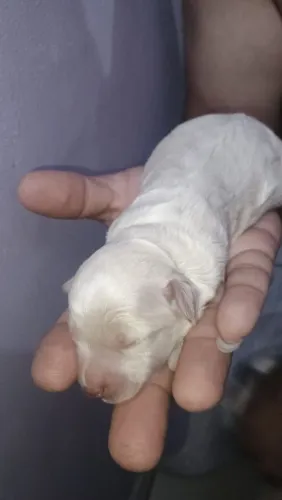 Vendo filhotes de poodle toy um macho e uma fêmea retirar no Cajuru