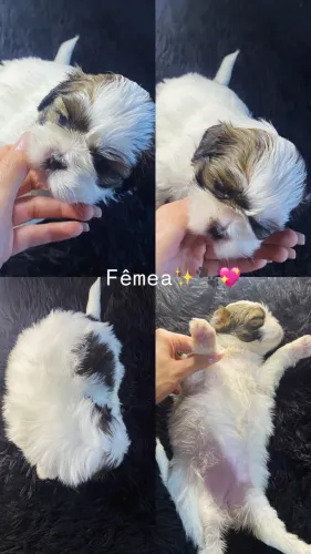 Shihtzu