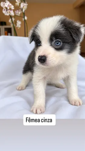 BORDE COLLIE a venda