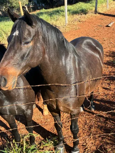 Cavalo marcha picada 