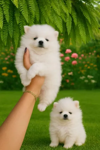 Spitz Alemão Anão