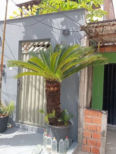 Cyca Revoluta de 2 metros de altura, no vaso, Paisagismo de alto Luxo