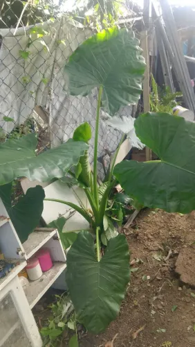 Planta ?
