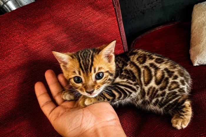 Gato Bengal