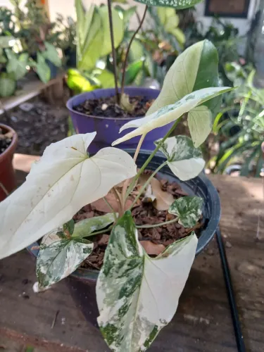Signômio variegata
