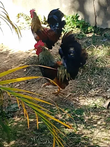 Vendo galo ganinze barato