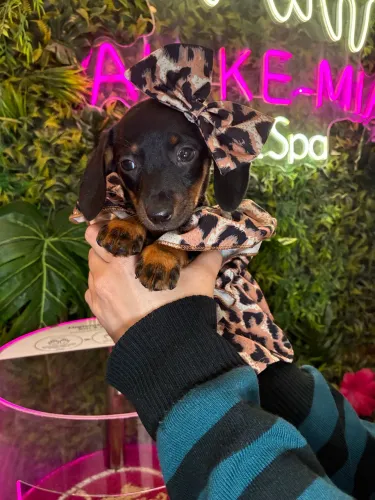 Dachshund!!! Menina encantadora