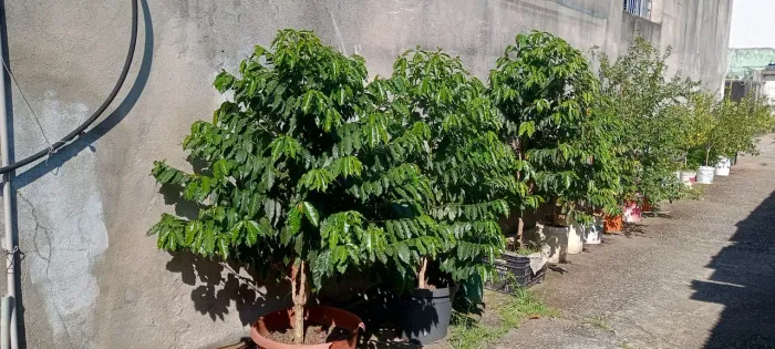 Vendas de pés de café arábica 
