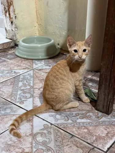 Adoção responsável gato amarelo