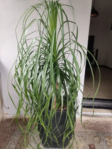Plantas / vaso