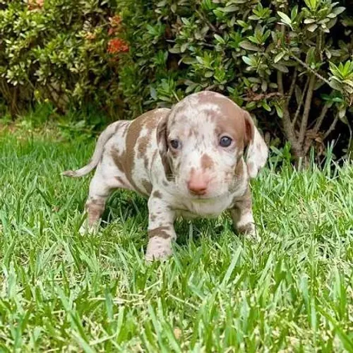 Basset dachshund