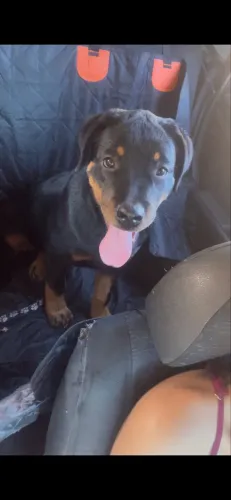 filhote de rottweiler