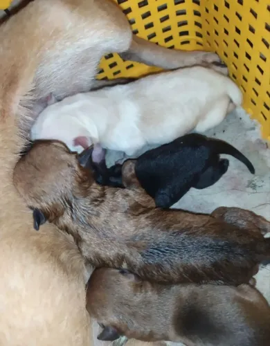 pinscher com chihuahua 