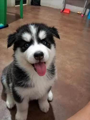 Cachorro husky