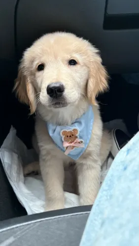Filhote de Golden Retriever