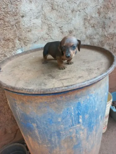 Disponível femias machos
