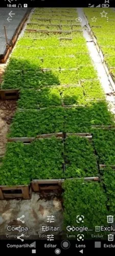 Cerca viva sansao do campo