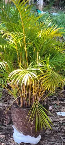 PALMEIRA ARECA /CONJUNTO DE MUDAS Agrupadas