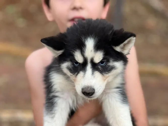 Husky Siberiano - Olhos Azuis