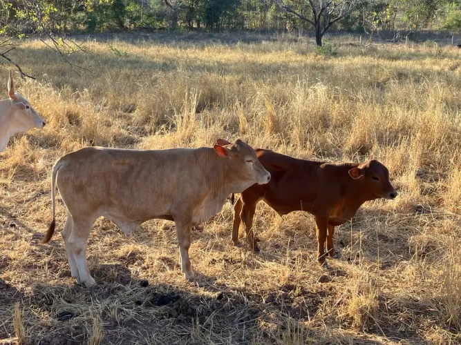 Bezerros Caracu PO x Senepol PO