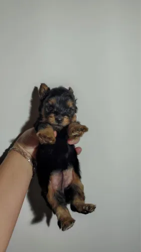 yorkshire micro com 78 dias com vacina aplicada 