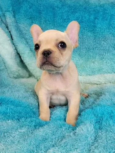 bulldog Francês - filhotes de qualidade prontos para nova casa