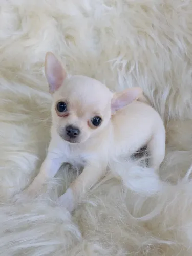 CHIHUAHUA-Focinho Curto- Cabeça Perfeita E Cores Raras